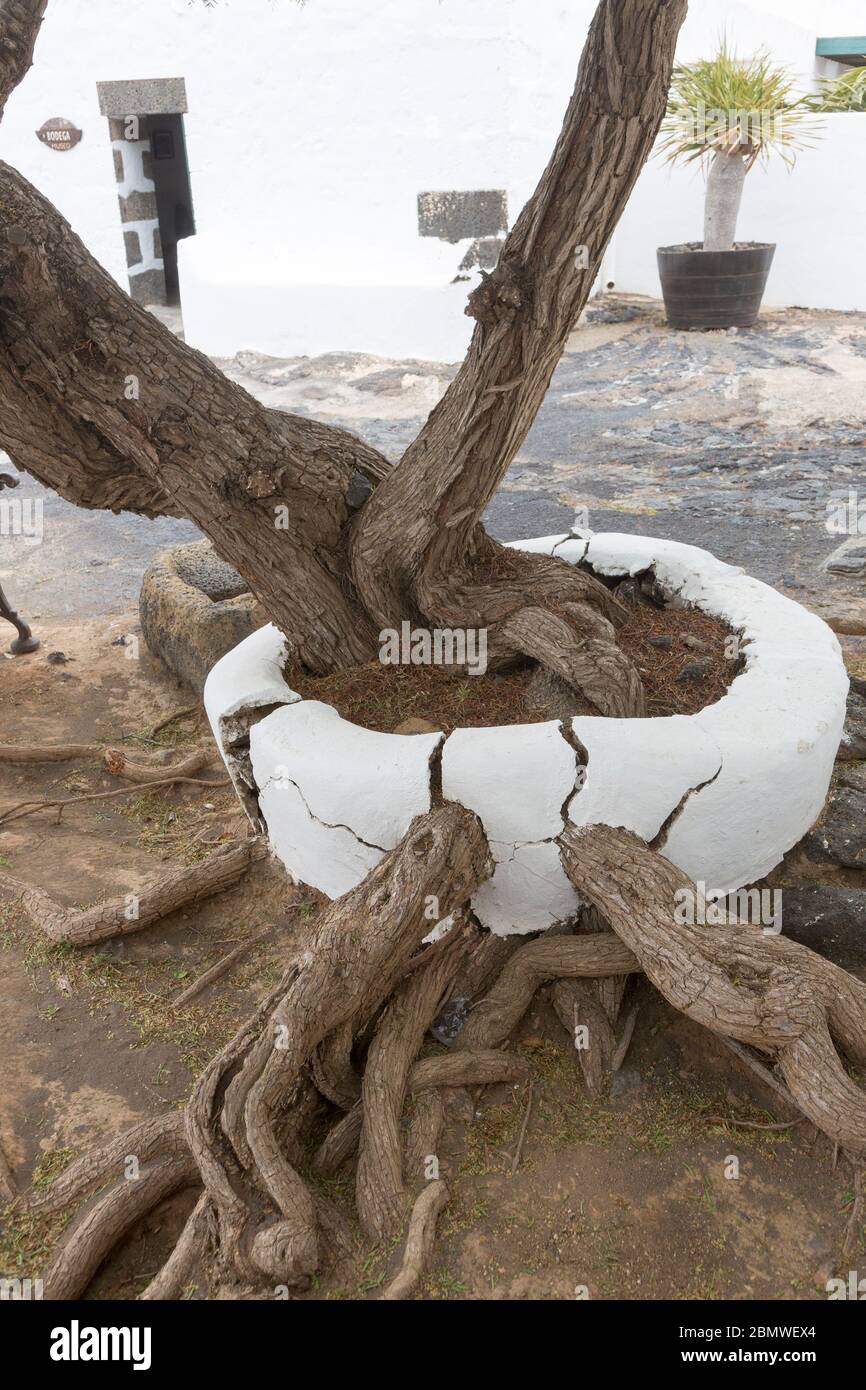 Tree roots crack hires stock photography and images Alamy