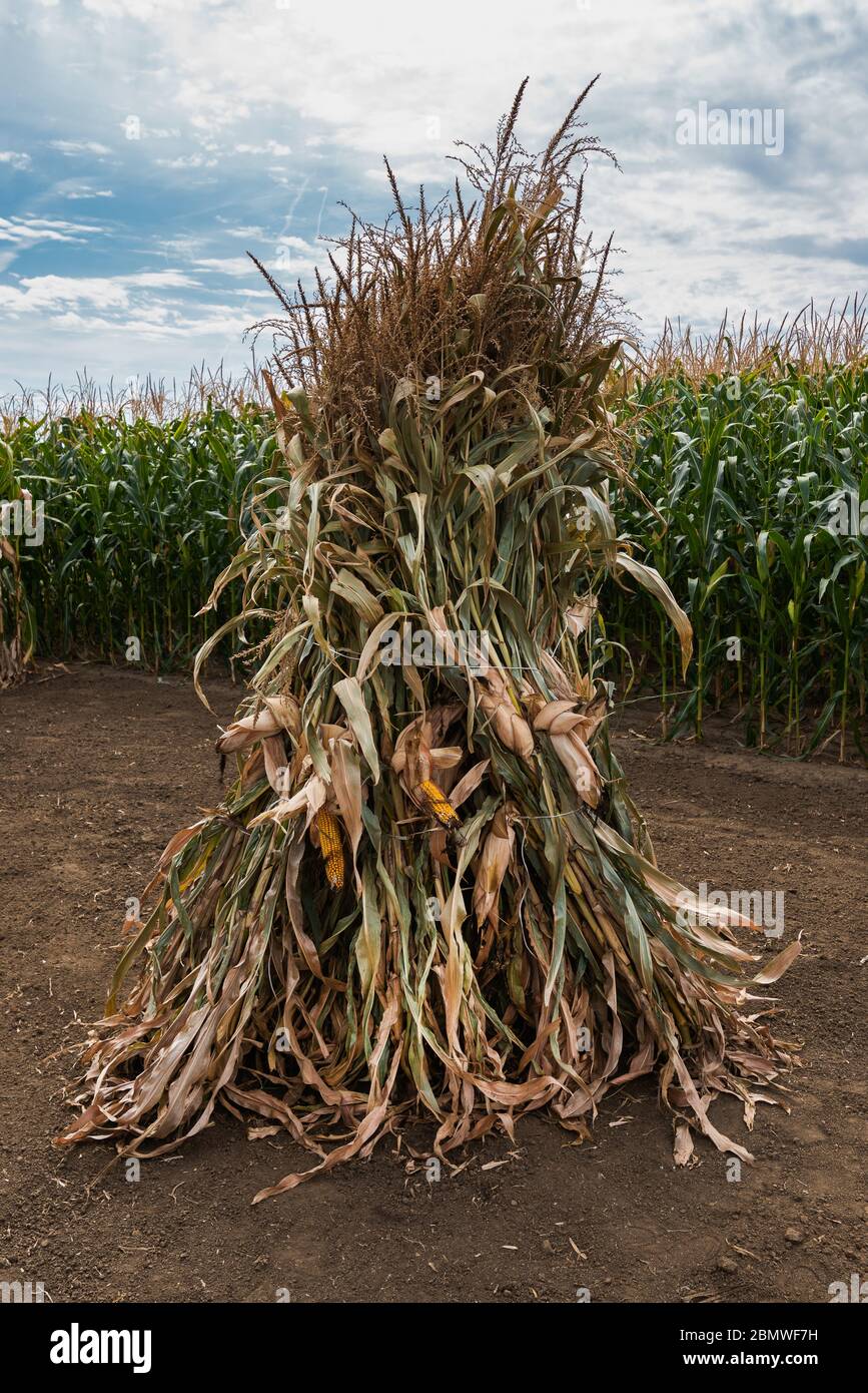 Corn stalk bundle in cultivated maize crop field as decoration Stock