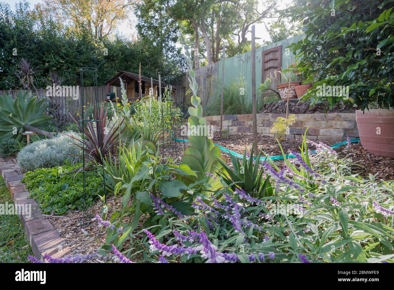 Typical australian gardens hires stock photography and images Alamy