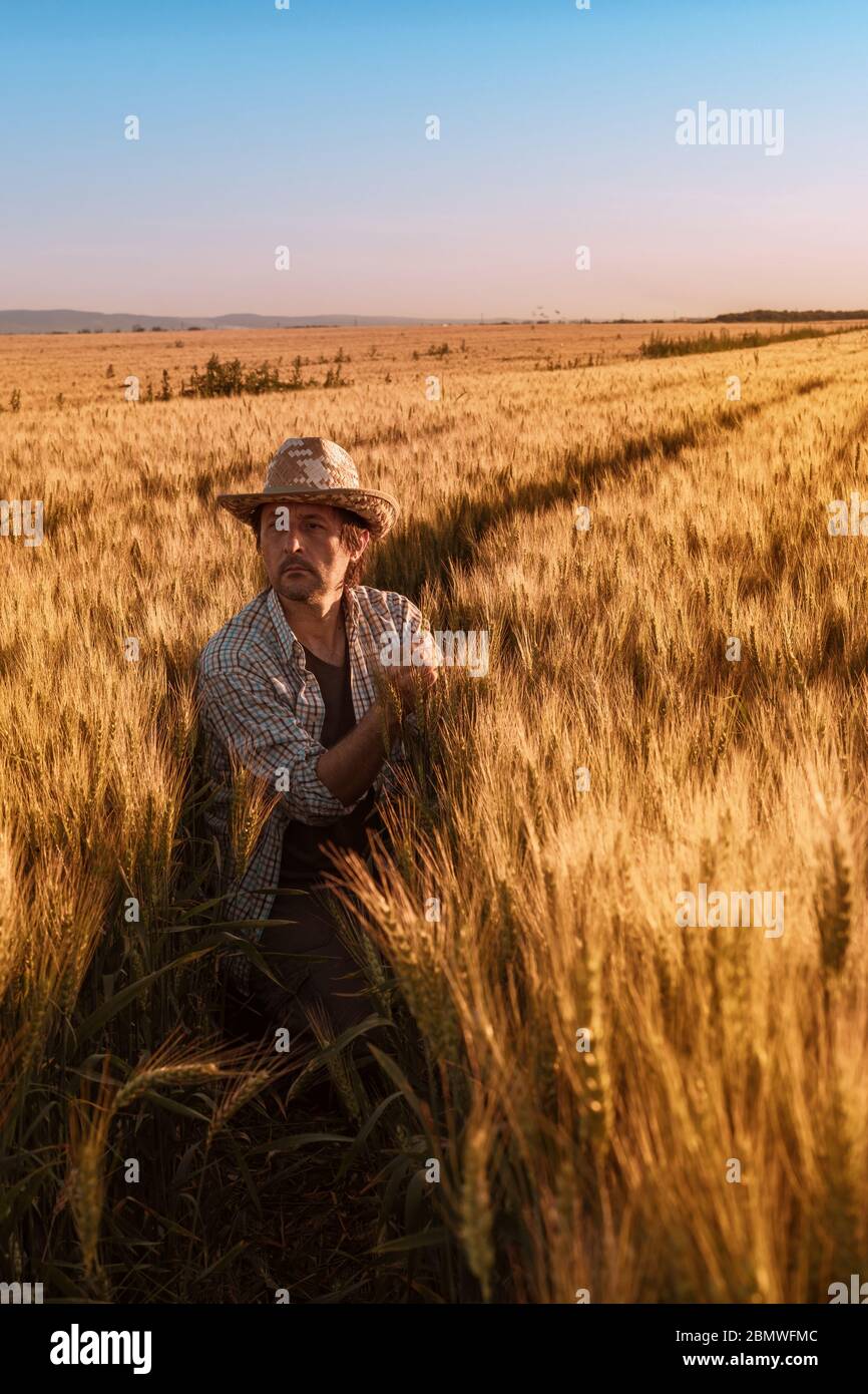 Agronomist farmer is inspecting ripening ears of wheat in field in warm summer sunset. Farm worker analyzing development of cereal crops. Stock Photo
