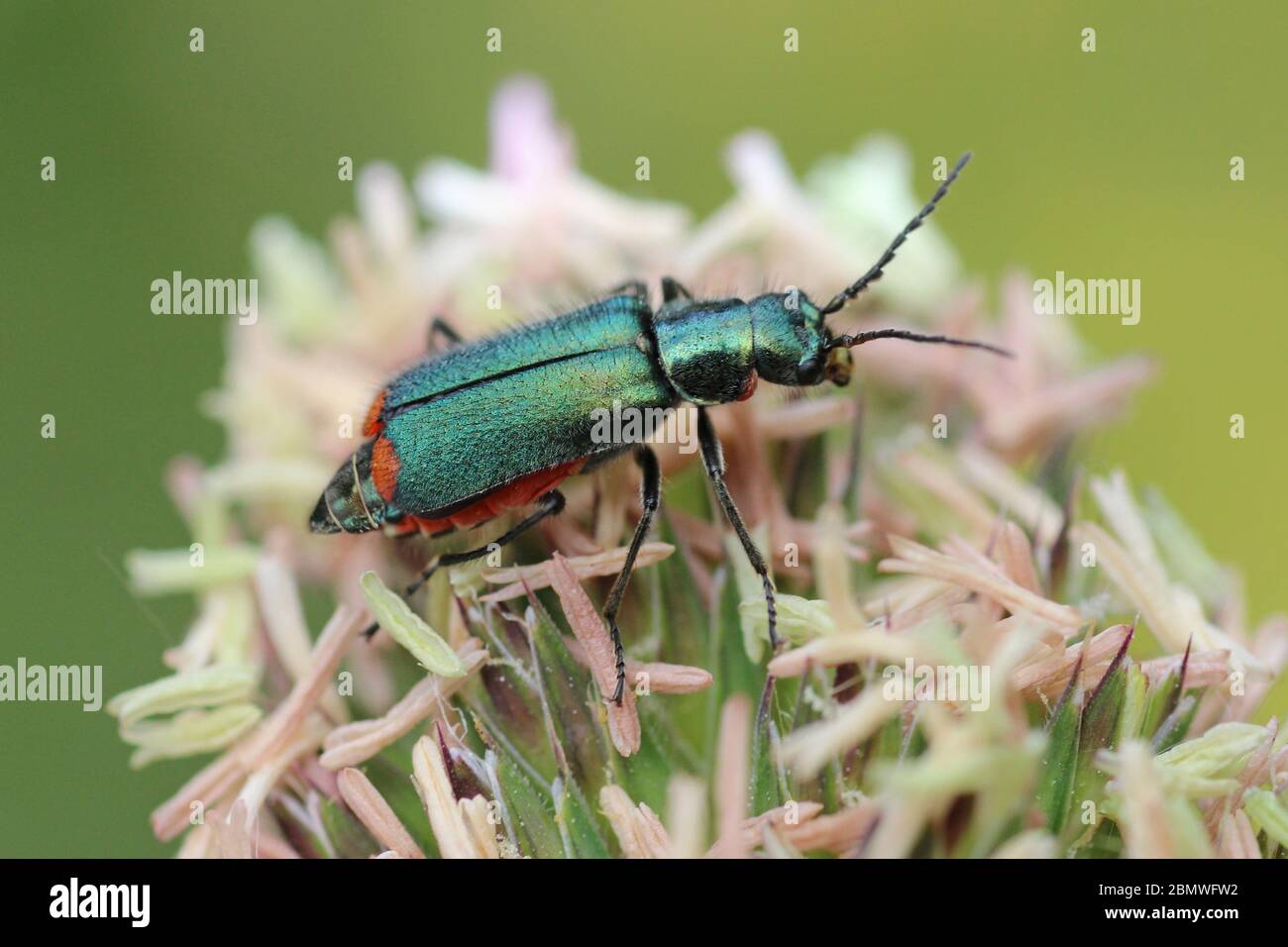 Red-tipped Flower Beetle - Malachius bipustulatus Stock Photo