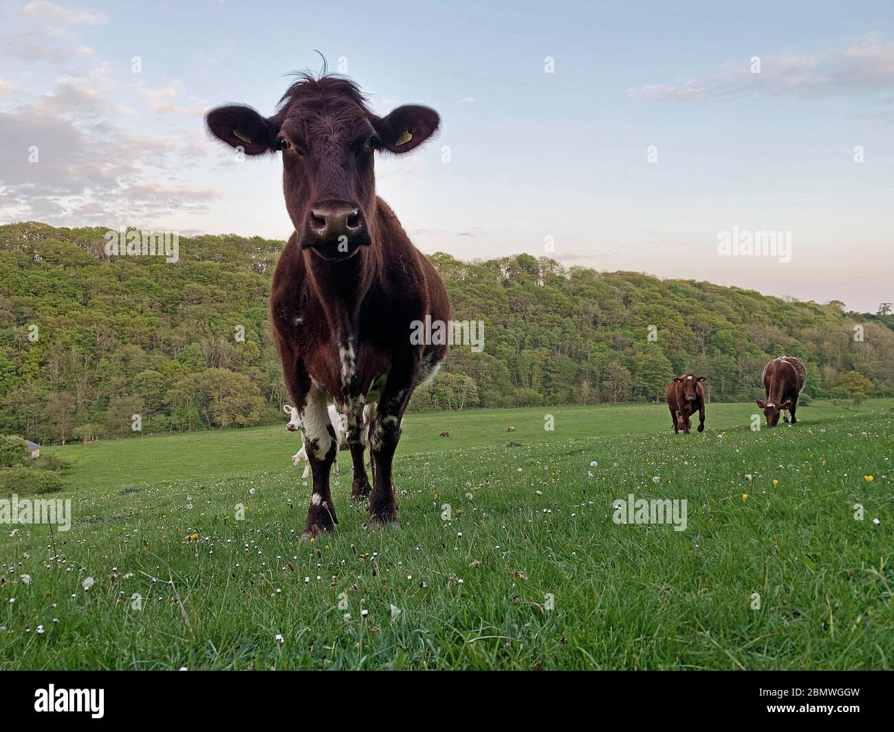 A herd of Cows on pasture land in North Yorkshire, UK. Stock Photo