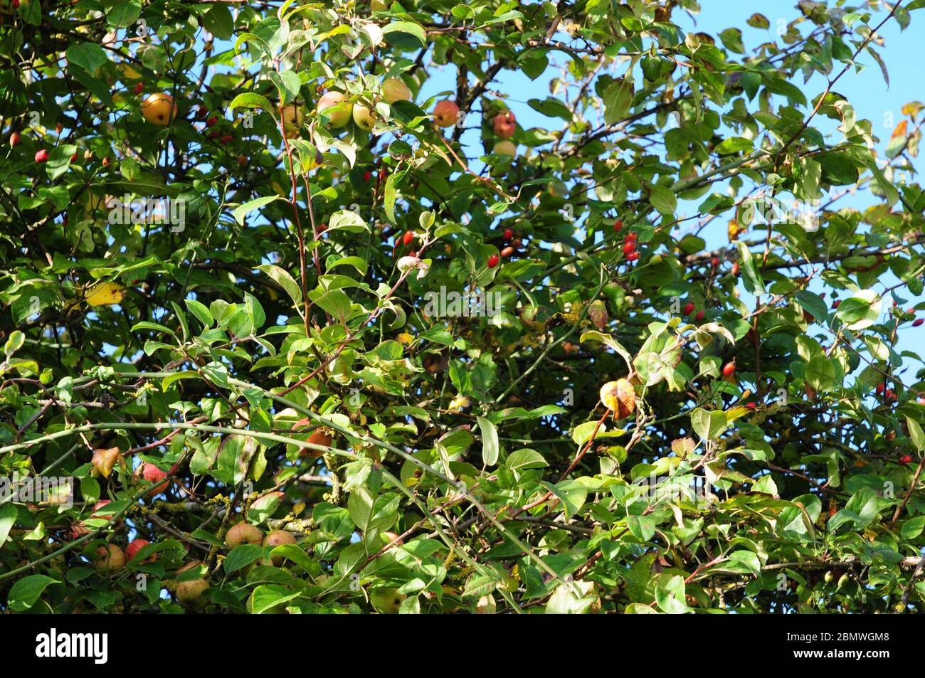 Wild apples, Crab apples with dogrose hips.  English  hedgerow. Stock Photo
