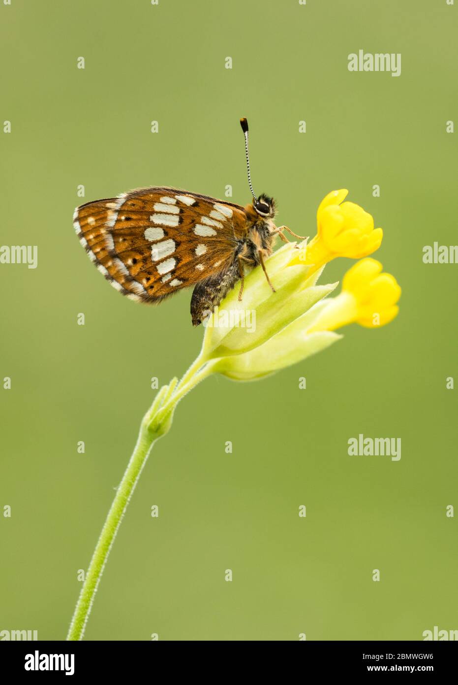 A Duke of Burgundy butterfly (Hamearis lucina) roosting on a Cowslip, taken on Cleeve Hill, Cheltenham, Gloucestershire, UK Stock Photo
