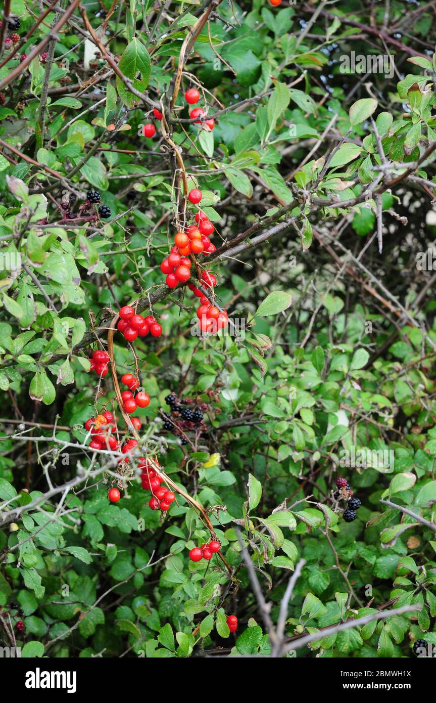 Ripe Black Bryony berries hanging in an English hedgerow. Stock Photo