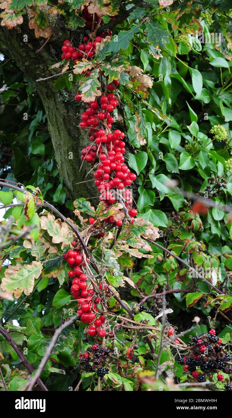 Ripe Black Bryony berries , Tamus communis, hanging from a Common Oak tree, (Quercus robur) in an English hedgerow. Stock Photo