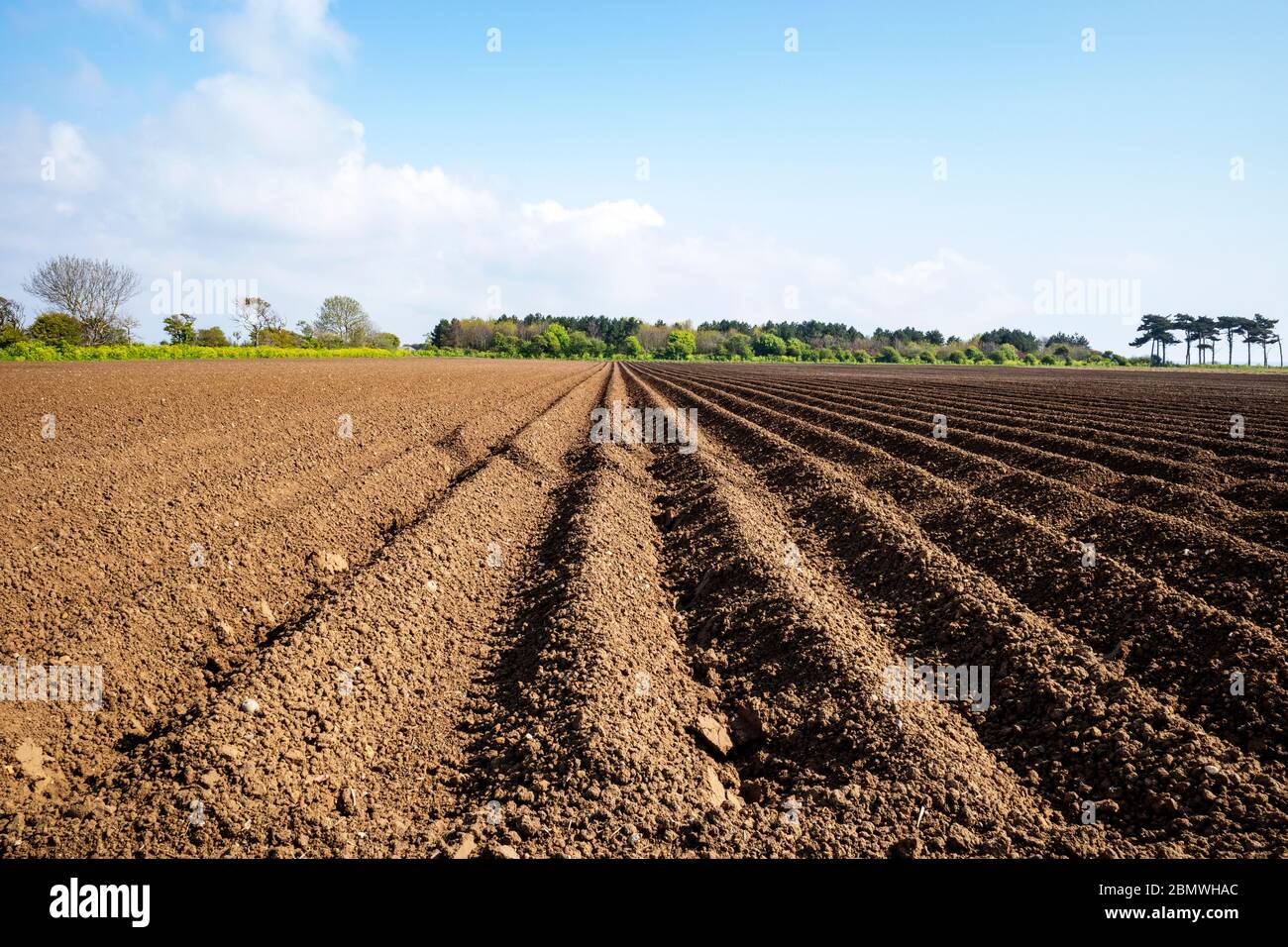 Potato crop, Bawdsey Suffolk, UK. Stock Photo
