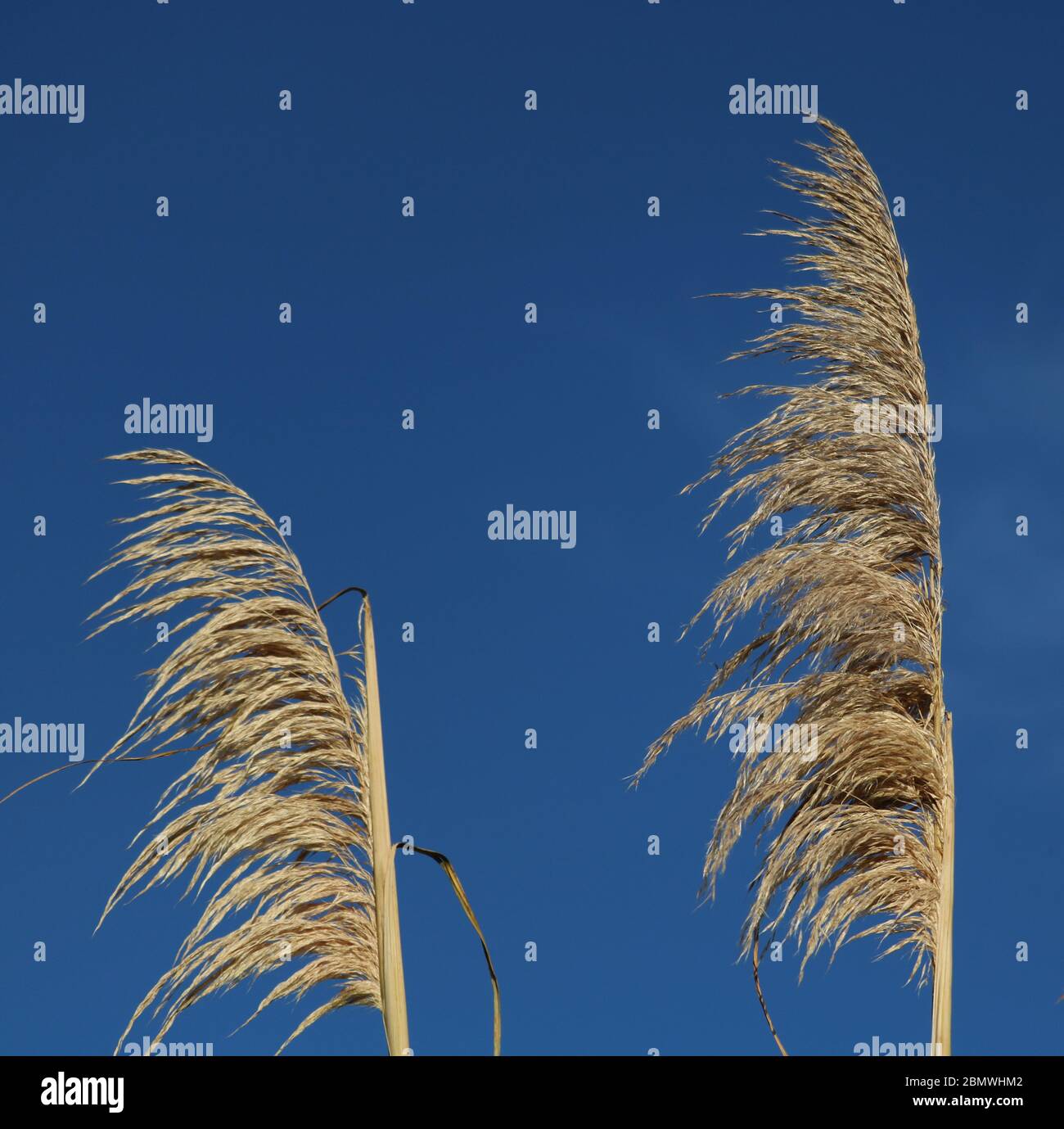 Pampas Grass in Winter bloom Stock Photo Alamy
