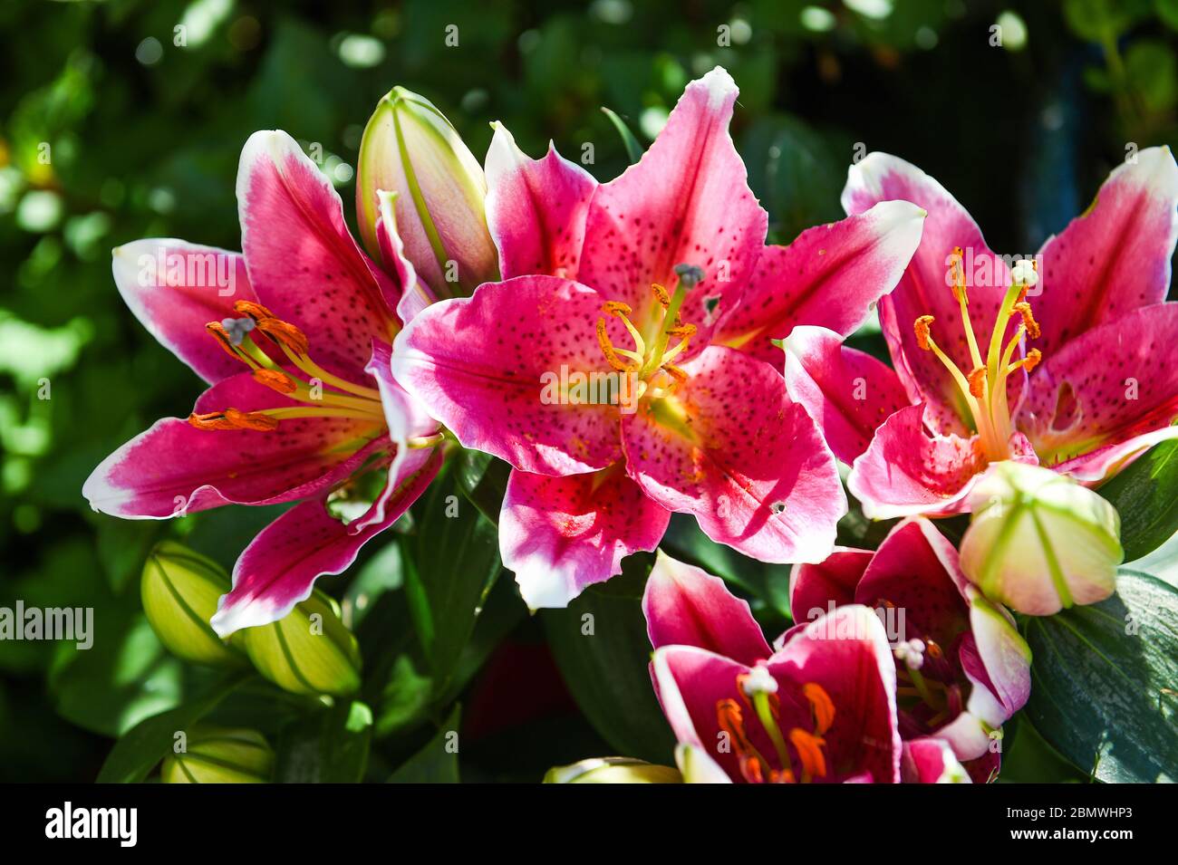 Oriental lilies hires stock photography and images Alamy