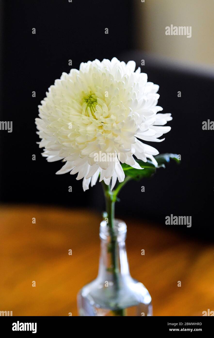 White Chrysanthemum Asteraceae flower in an indoor glass vase Stock Photo