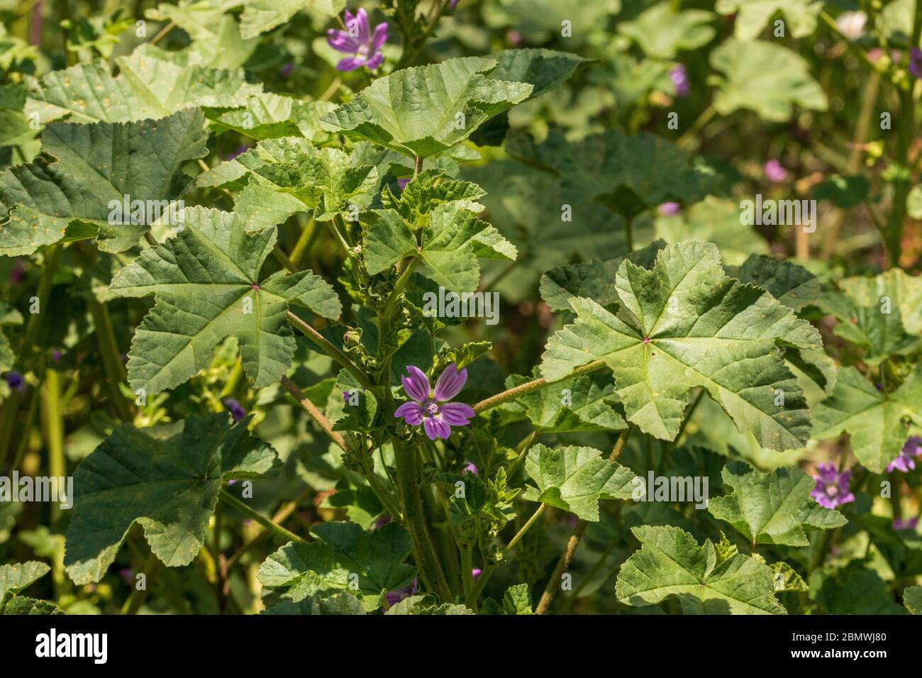 Malva sylvestris, wild mallow Lavatera cretica Plant in Flower Stock Photo