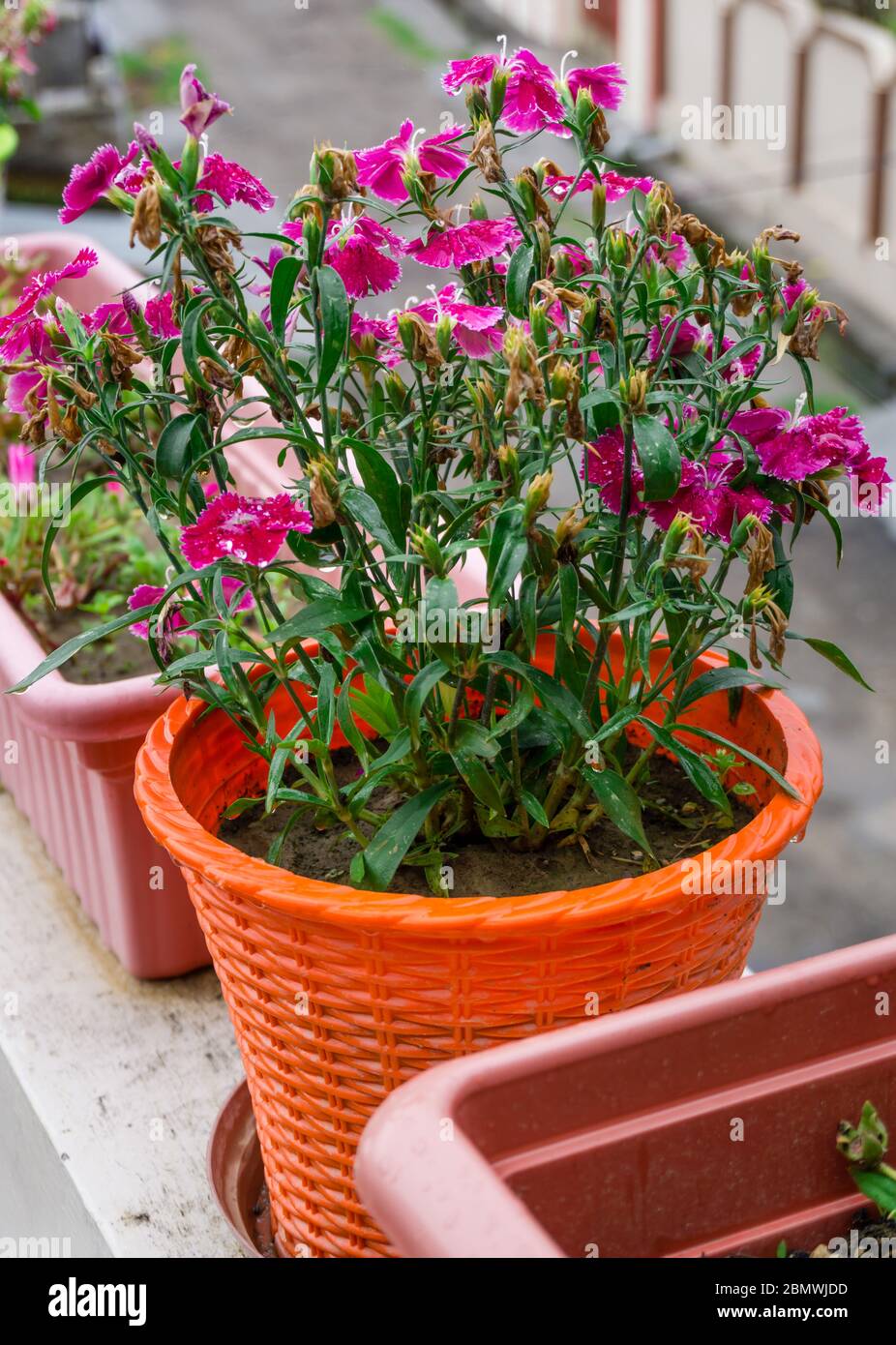 A clsoe up shot of MAIDEN PINK flowers on a pot.Dianthus deltoides, the maiden pink, is a species of Dianthus native to most of Europe and westernASIA Stock Photo