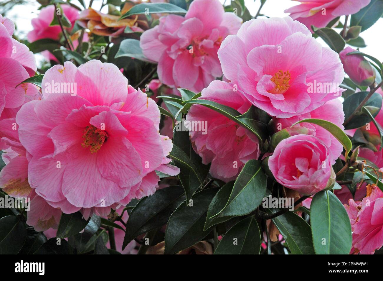 Camellia japonica 'Pink Icicle.' Stock Photo