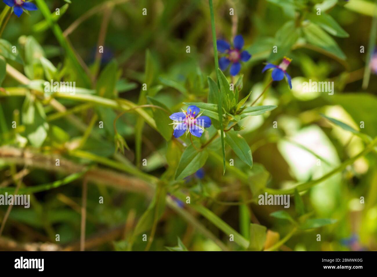 Lysimachia arvensis, Scarlet pimpernel Flower Stock Photo