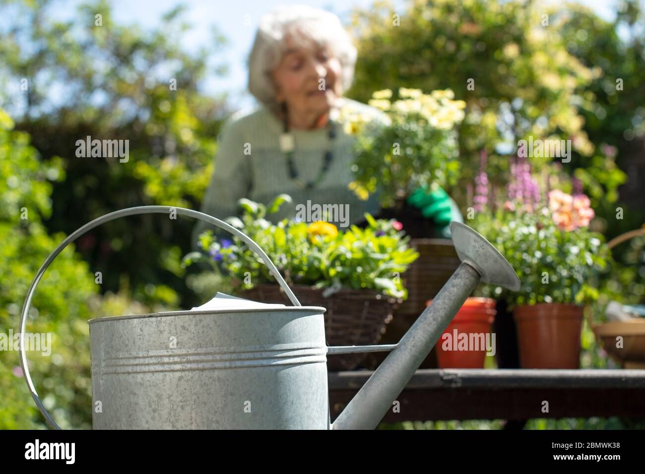 Senior Woman Gardening At Home With Watering Can In Foreground Stock Photo