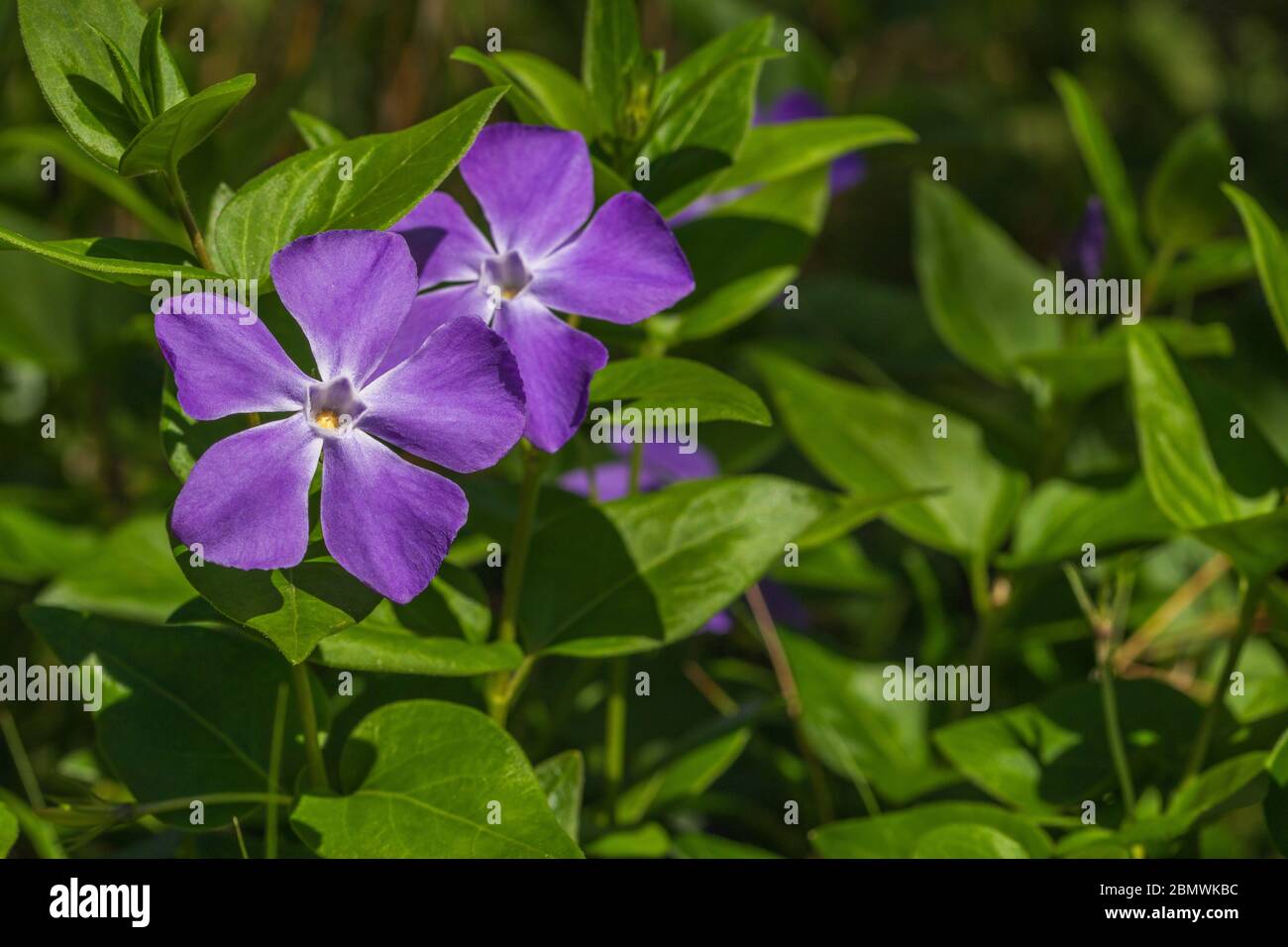 Vinca major, Periwinkle Flower Stock Photo Alamy