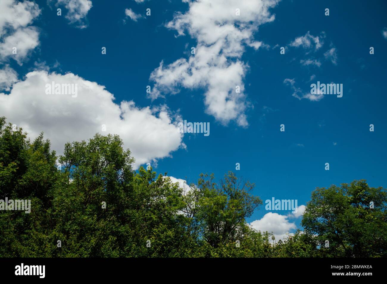 forest green blue sky and clouds its beautiful Stock Photo - Alamy