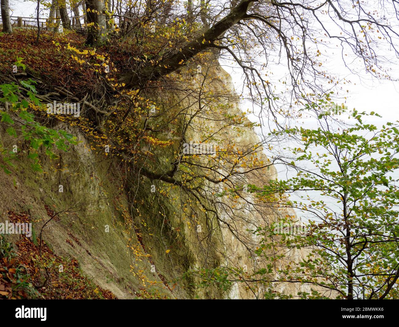 Kreidefelsen, Küste mit Buchenwald, UNESCO Welterbe Alte Buchenwälder, Nationalpark Jasmund, Insel Rügen, Ostsee, Mecklenburg-Vorpommern, Deutschland Stock Photo