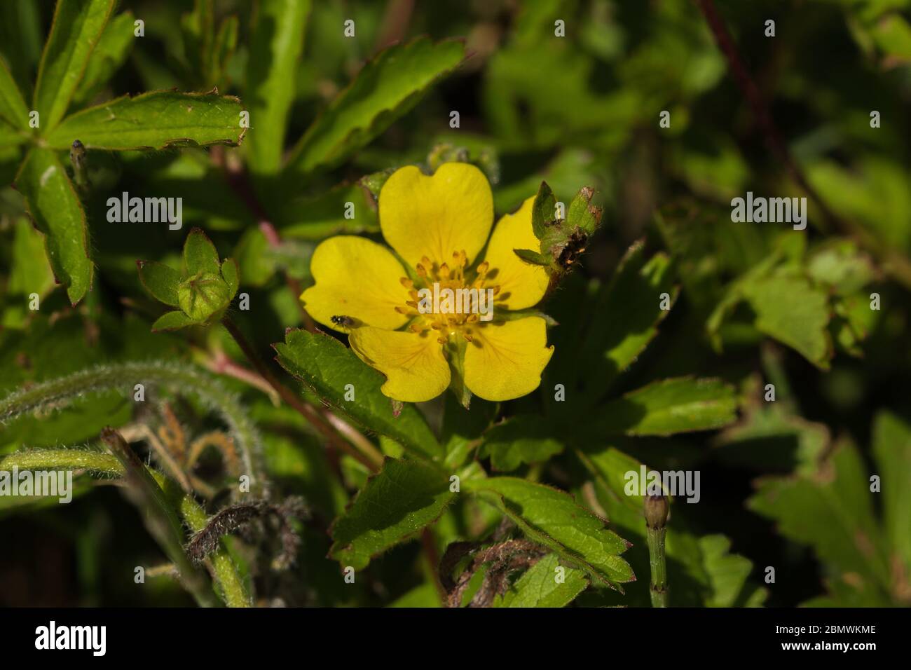 Potentilla reptans,  Creeping Cinquefoil Flower Stock Photo