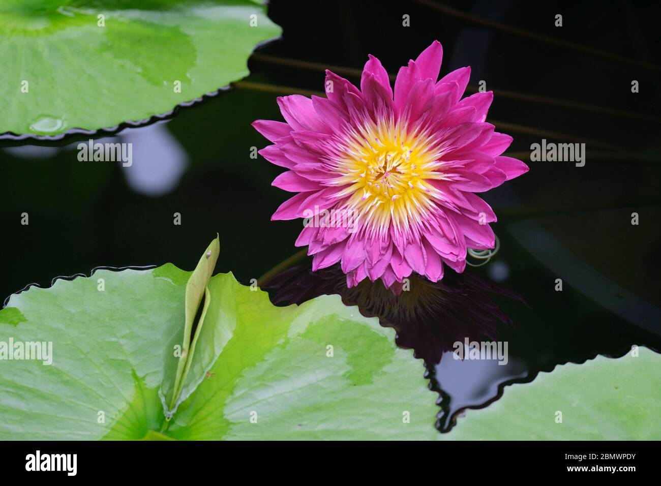 Single bloom of Bull's Eye Tropical Water Lily, Nymphaea ‘Bull’s Eye, Bull's Eye Waterlily Stock Photo
