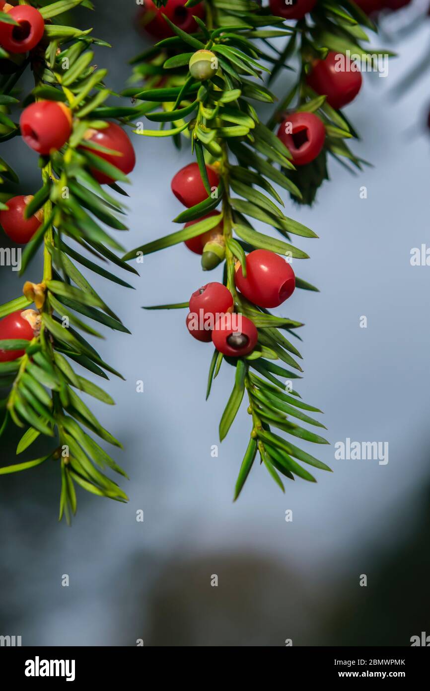 Yew berries and leaves, Christmas plants Stock Photo