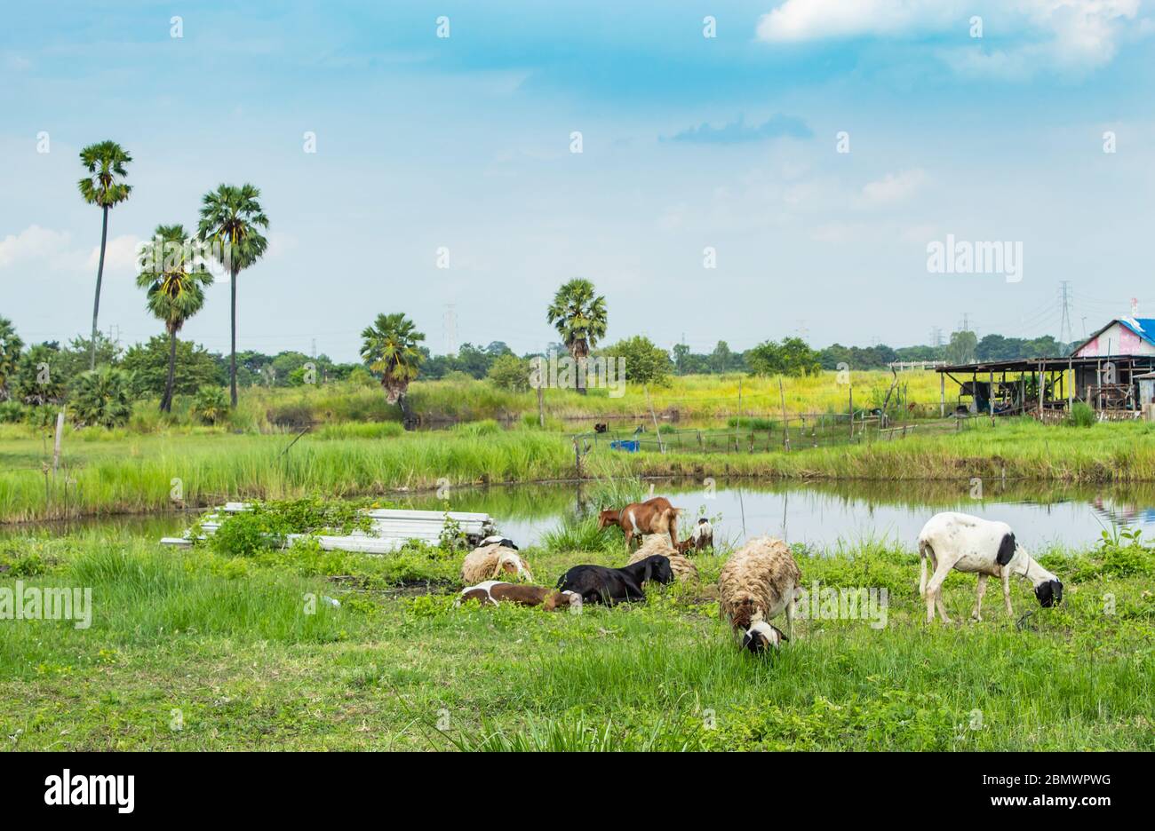 The goat eating grass beside a pond and sugar palm trees. Stock Photo