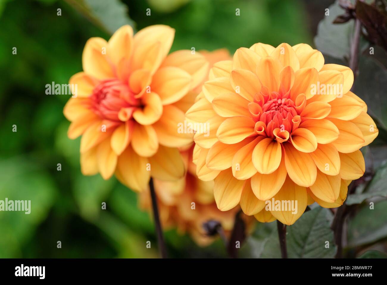 The orange-bronze flowers of decorative Dahlia 'David Howard' Stock Photo