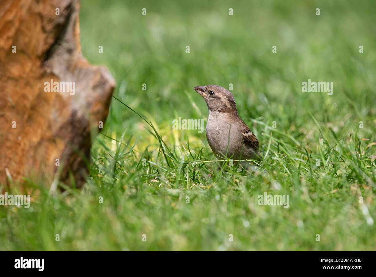 Female House Sparrow Passer domesticus at eye level on a garden lawn adjacent to an old oak log looking for food. Stock Photo