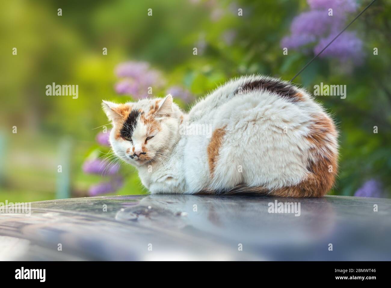 A homeless white-red cat sits on the roof of a car against a background of green nature. Stock Photo