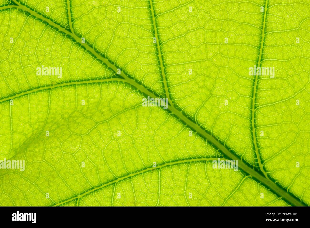 leaf of oak tree isolated Stock Photo