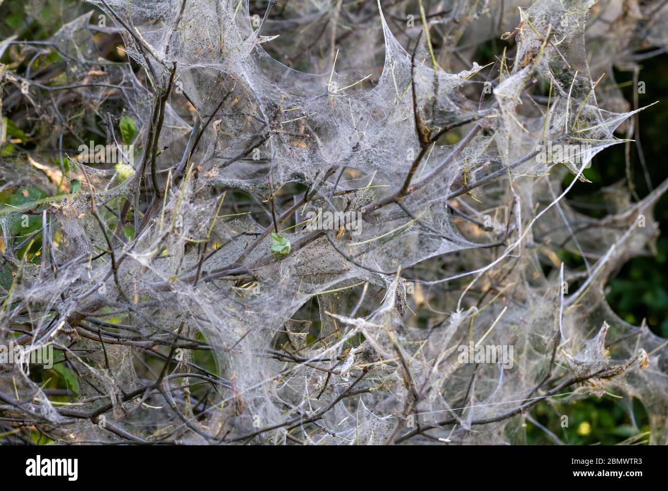 Nesting web of ermine moth caterpillars, yponomeutidae, hanging from the branches of a tree Stock Photo