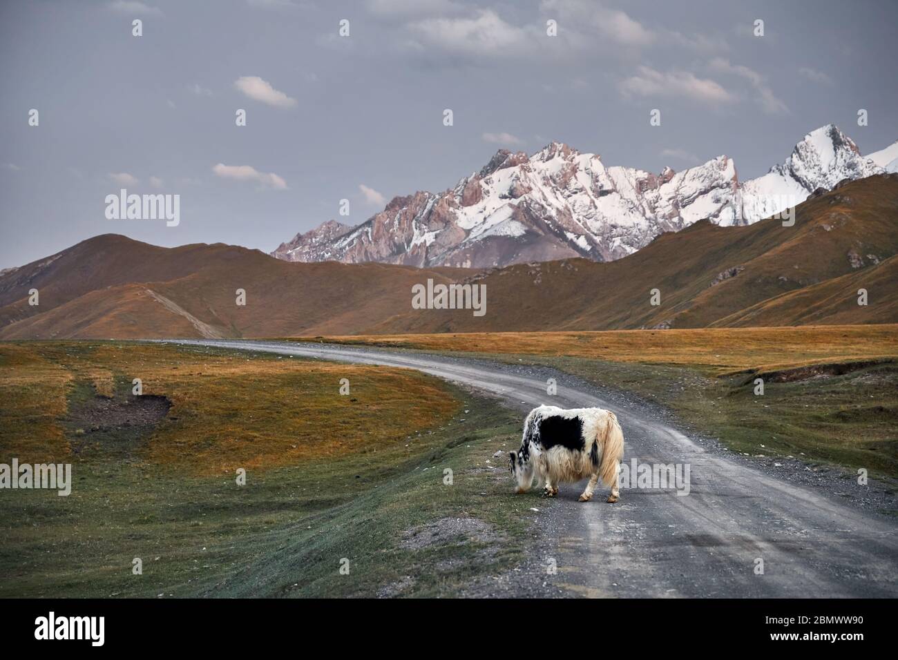 White Yak with crossing the road in the mountain valley of Kyrgyzstan, Central Asia Stock Photo