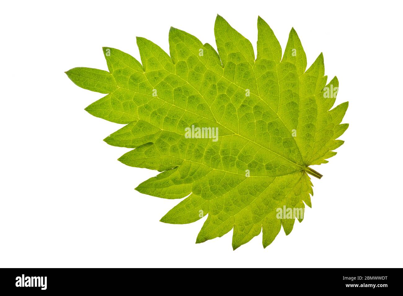 single leaf of stinging nettle isolated over white background Stock Photo