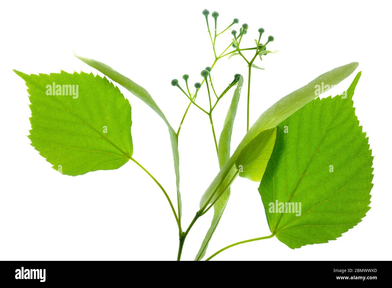 leaf of lime tree with pollen isolated over white background Stock
