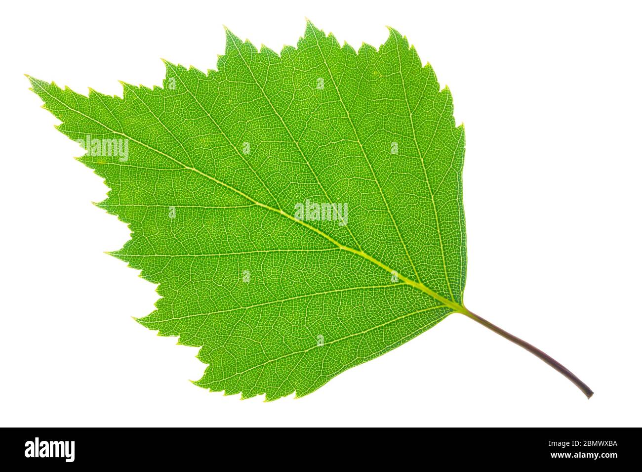 single leaf of birch tree isolated over white background Stock Photo ...