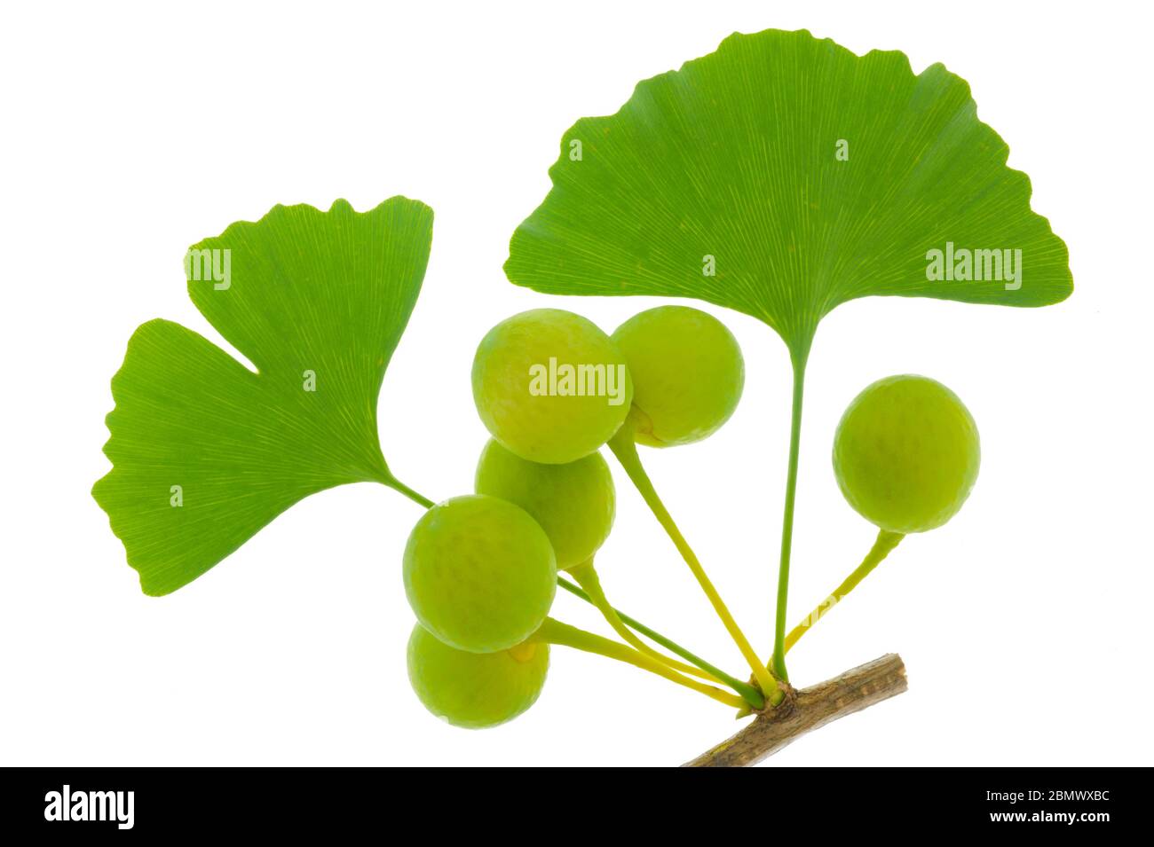 single twig with leaves of Ginkgo tree with fruits isolated over white background Stock Photo