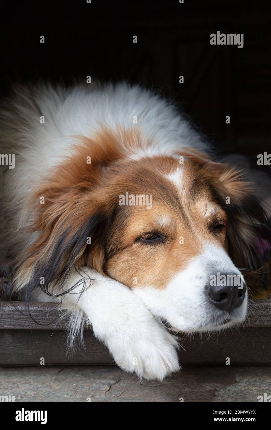 In the doghouse hi-res stock photography and images - Alamy