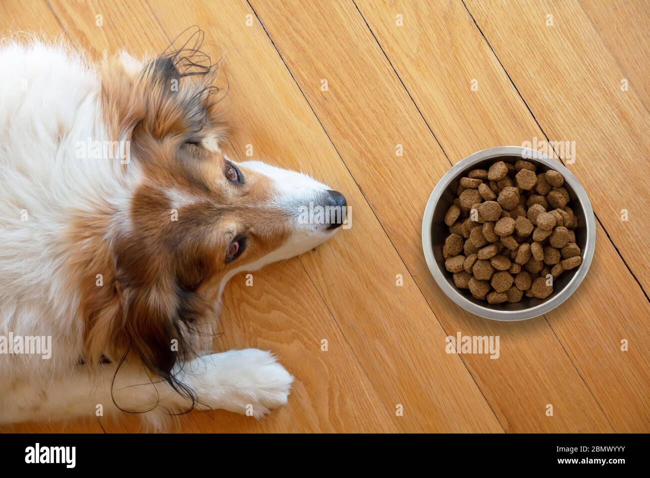 Pet anorexia, dog is sick or bored. Sshepherd dog and a bowl with dry food on wooden floor background, top view Stock Photo