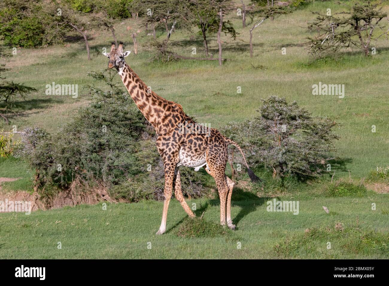 lone giraffe walking through the short grass of the Masai Mara savannah, Kenya Stock Photo