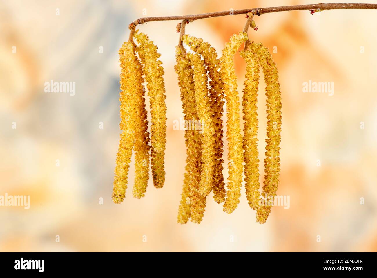 Hazelnut allergy hires stock photography and images Alamy