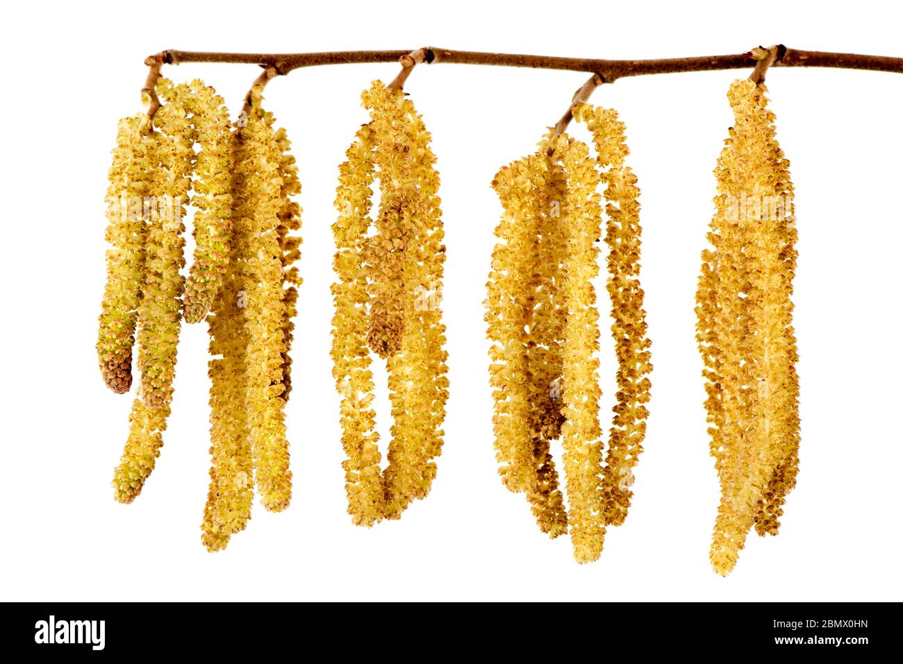 blooming hazelnut bush with pollen Stock Photo