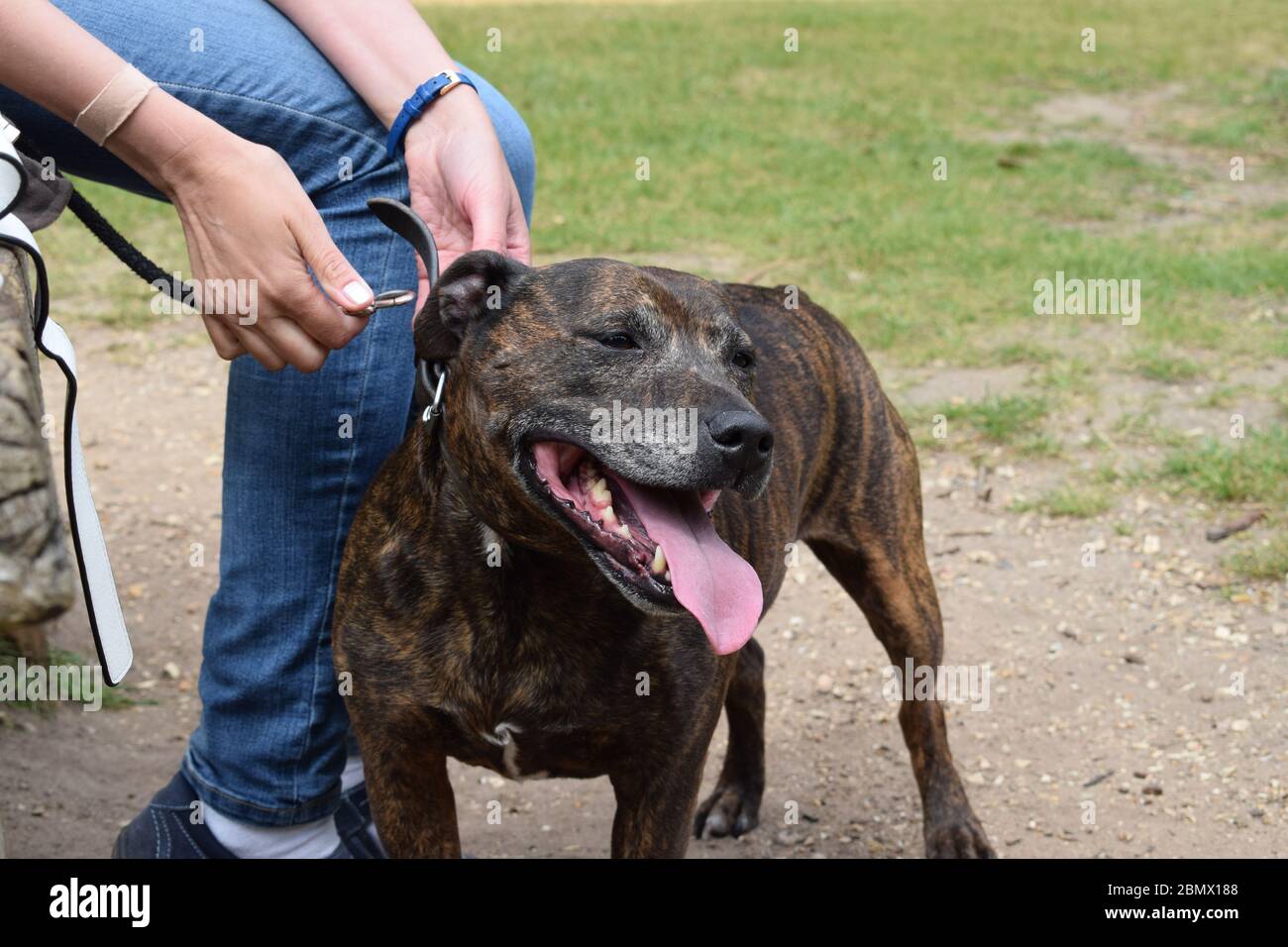 Excited Dog Panting as the Owner Clips the Leash onto the Collar Stock Photo