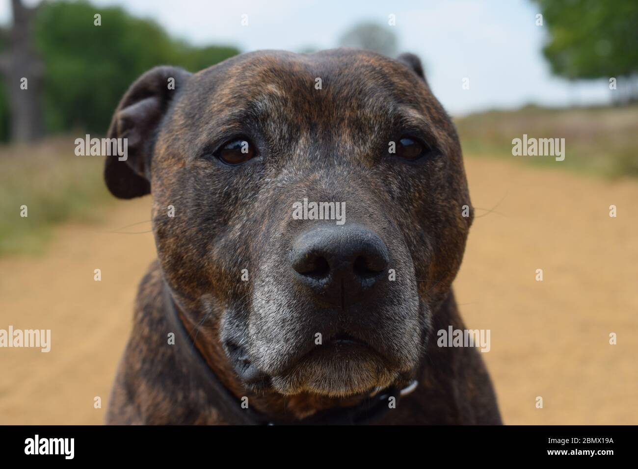 Dramatic Dog Portrait on a Dirt Path Stock Photo Alamy