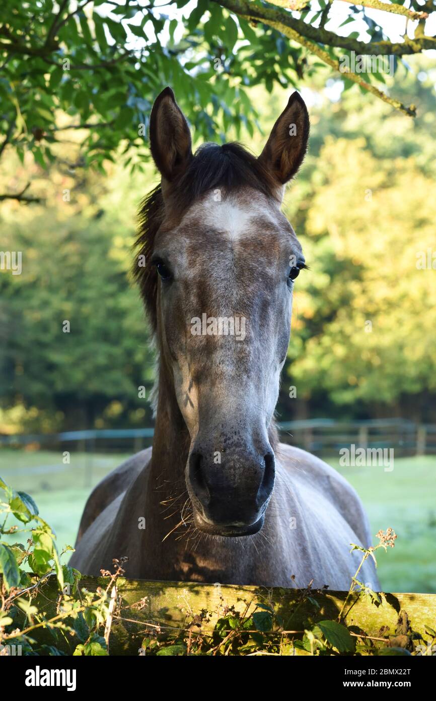 Horse looking over hedge Stock Photo