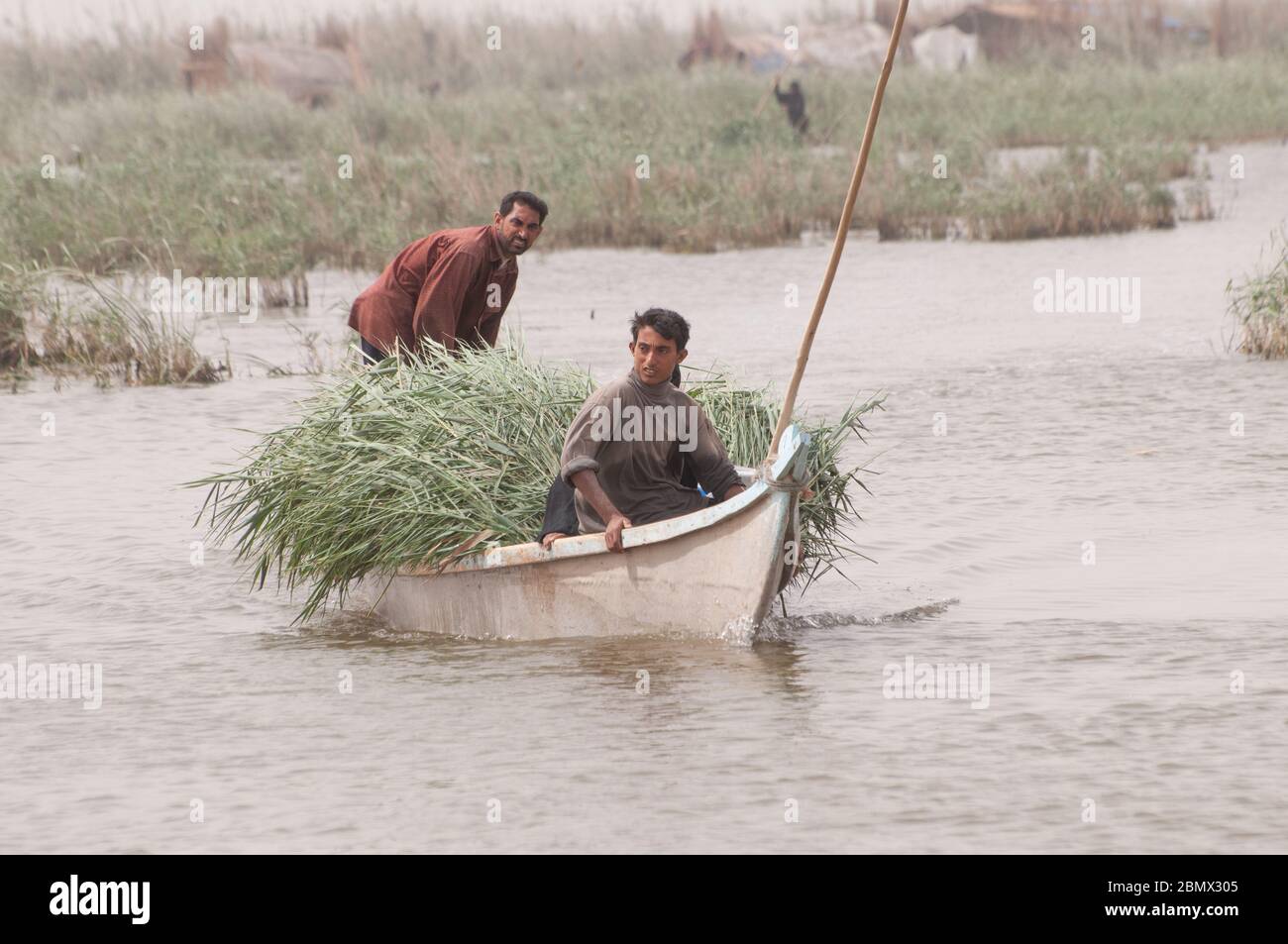 Bringing freshly harvested reeds ashore in the marshlands of Southern Iraq.  The reeds will be cut back and dried for use as building materials and firewood Stock Photo