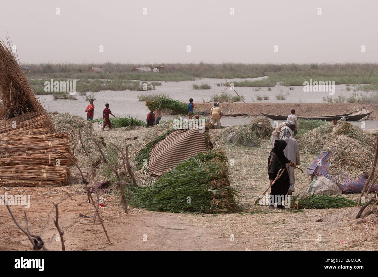 A Marsh Arab Village near Al-Chibayish in Southern Iraq.  Reeds are being processed after being cut in the marshes.  The freshly cut reeds (centre) are de-leaved and then dried in bundles (Left) for use in construction of traditional reed buildings such as a Mudhif Stock Photo