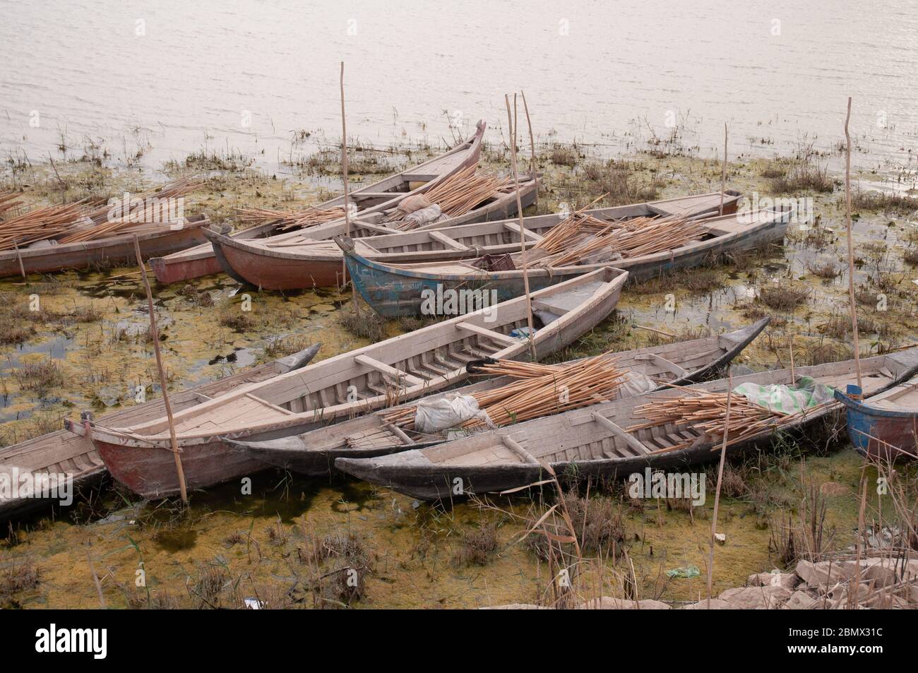 A collection of Marsh Arab boats (the mashoof), used for fishing, are moored on the edge of the marshes, in Southern Iraq Stock Photo
