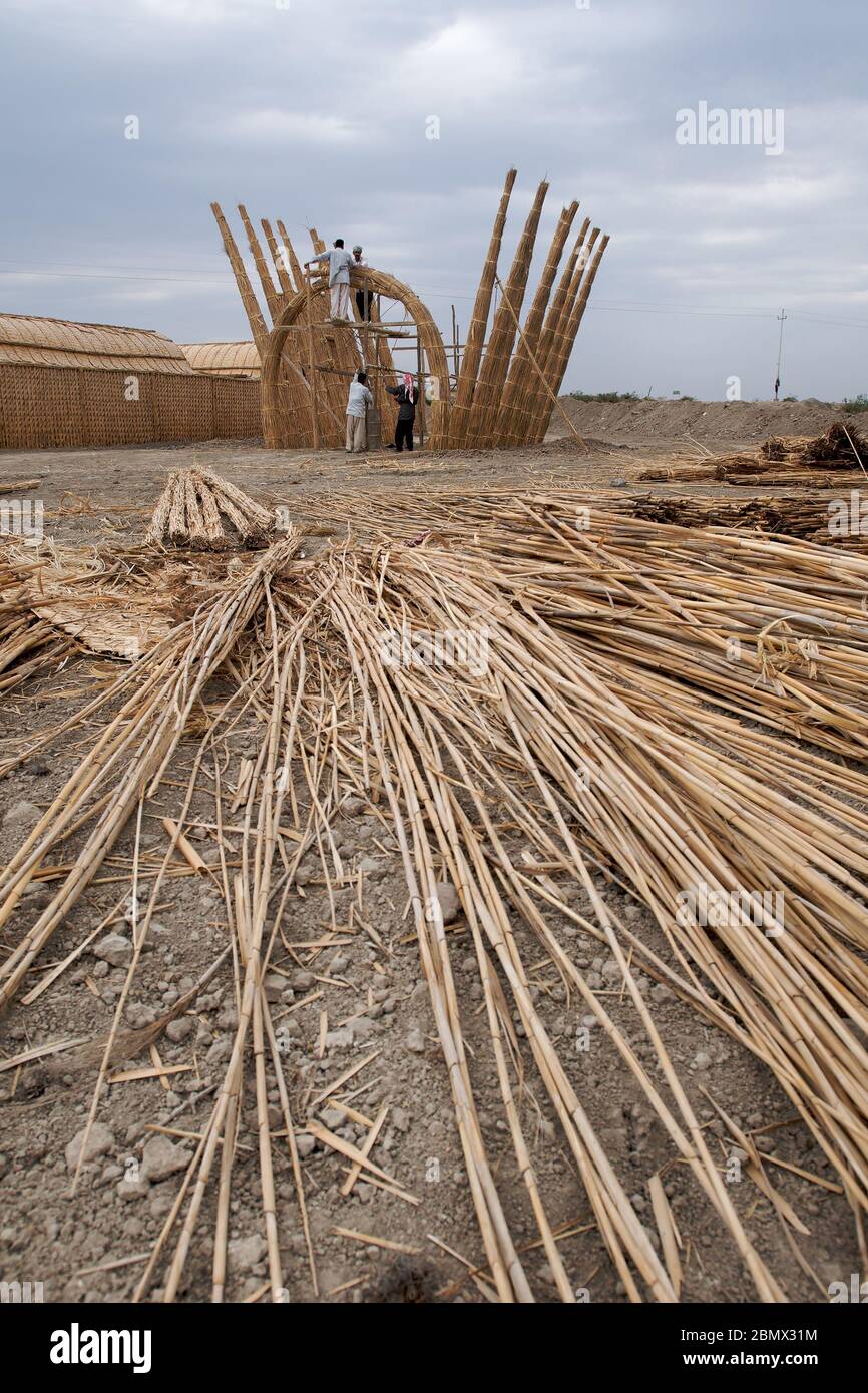 Dried Reeds in the foreground, th building material used for constructing the Mudhif, which can be seen in the background Stock Photo