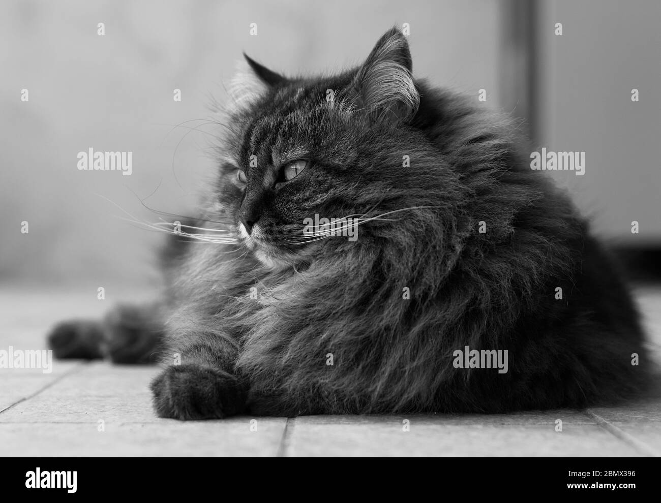 Long haired dark brown cat hi-res stock photography and images - Alamy