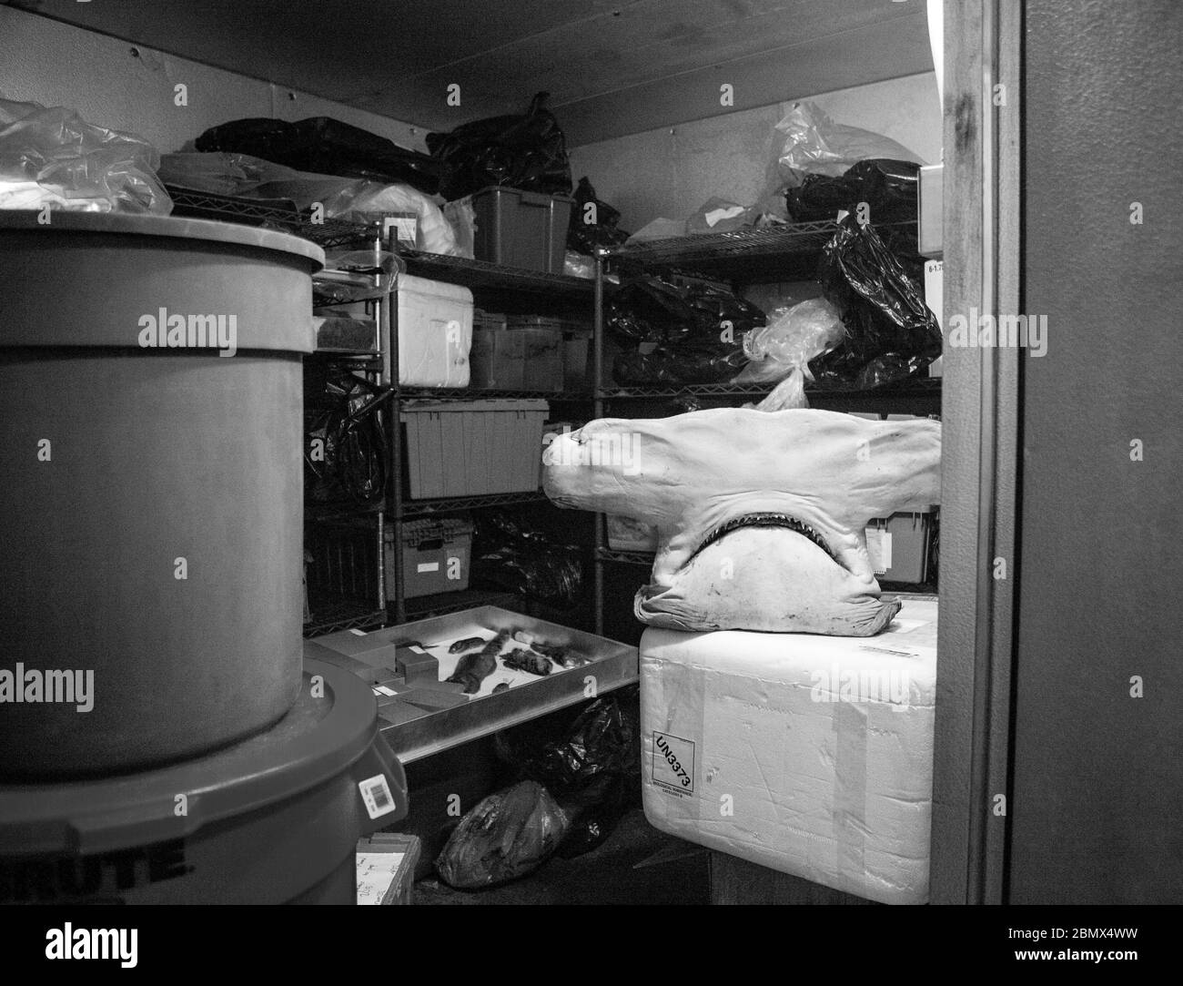 The head of a hammerhead shark sits in a cold room along with bags of other specimens in the collections of Cornell's Museum of Vertebrates (CUMV). Stock Photo
